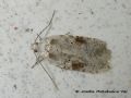 Agonopterix alstromeriana